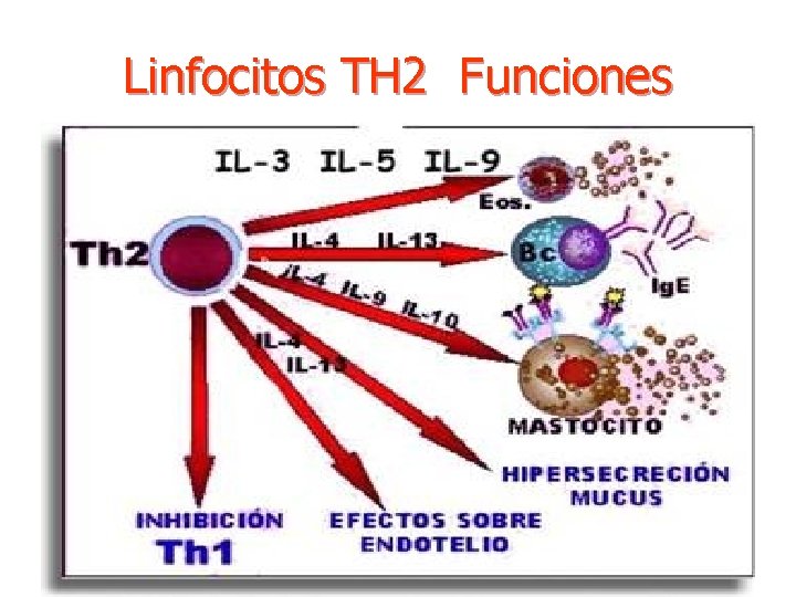 Linfocitos TH 2 Funciones 