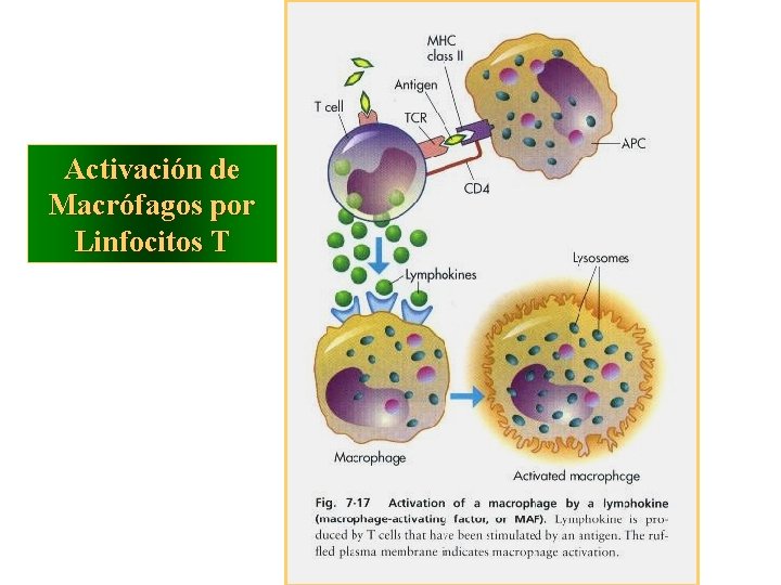 Activación de Macrófagos por Linfocitos T 