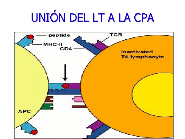 UNIÓN DEL LT A LA CPA 