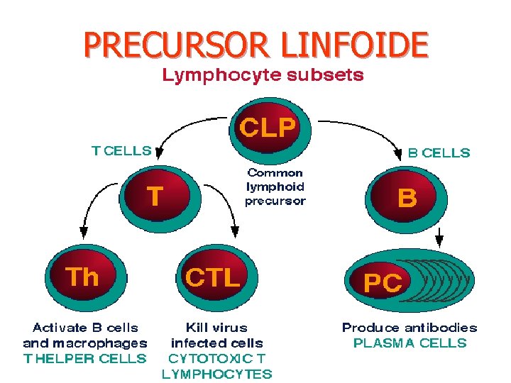 PRECURSOR LINFOIDE 