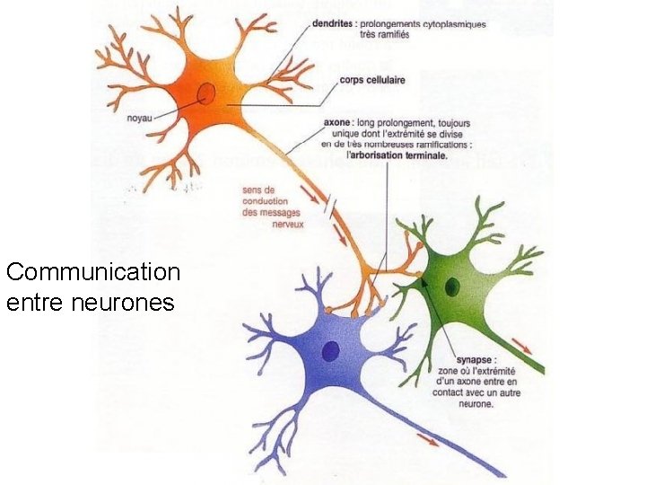 neurone Communication entre neurones neurone Communication entre neurones