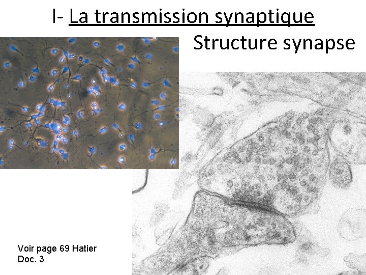 I- La transmission synaptique Structure synapse Voir page 69 Hatier Doc. 3 I- La transmission synaptique Structure synapse Voir page 69 Hatier Doc. 3