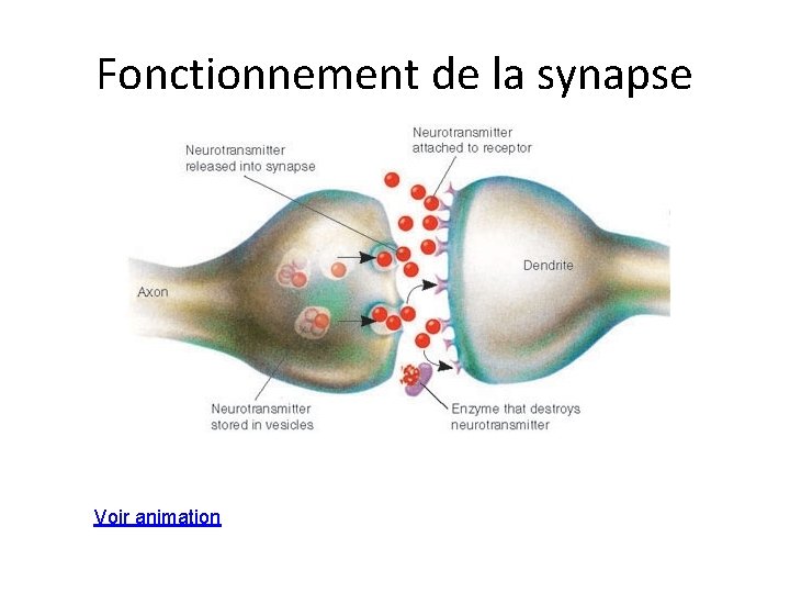 Fonctionnement de la synapse Voir animation Fonctionnement de la synapse Voir animation