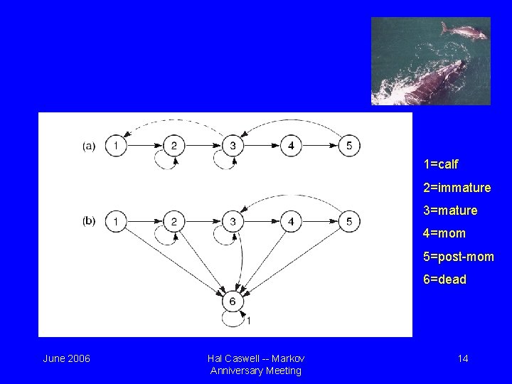 1=calf 2=immature 3=mature 4=mom 5=post-mom 6=dead June 2006 Hal Caswell -- Markov Anniversary Meeting 1=calf 2=immature 3=mature 4=mom 5=post-mom 6=dead June 2006 Hal Caswell -- Markov Anniversary Meeting