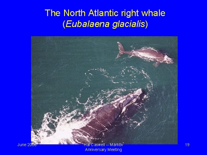 The North Atlantic right whale (Eubalaena glacialis) June 2006 Hal Caswell -- Markov Anniversary The North Atlantic right whale (Eubalaena glacialis) June 2006 Hal Caswell -- Markov Anniversary