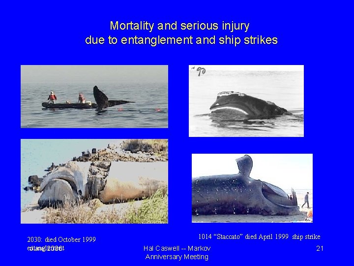 Mortality and serious injury due to entanglement and ship strikes 2030: died October 1999 Mortality and serious injury due to entanglement and ship strikes 2030: died October 1999