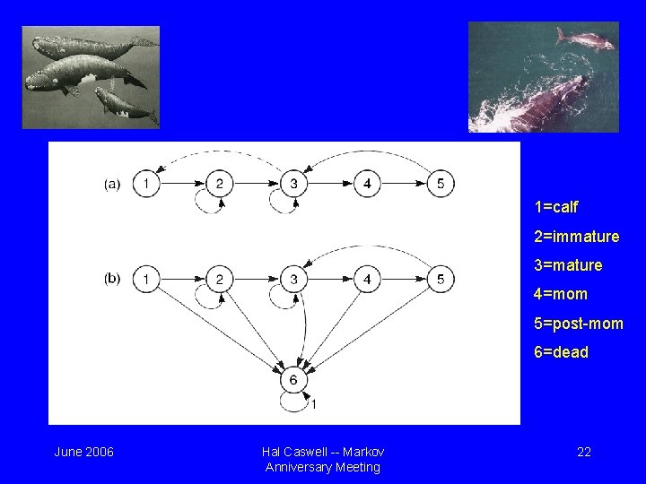 1=calf 2=immature 3=mature 4=mom 5=post-mom 6=dead June 2006 Hal Caswell -- Markov Anniversary Meeting