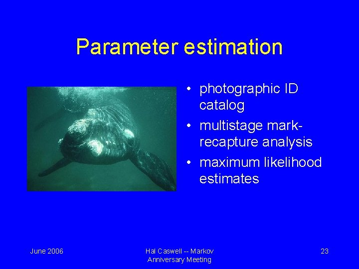 Parameter estimation • photographic ID catalog • multistage markrecapture analysis • maximum likelihood estimates