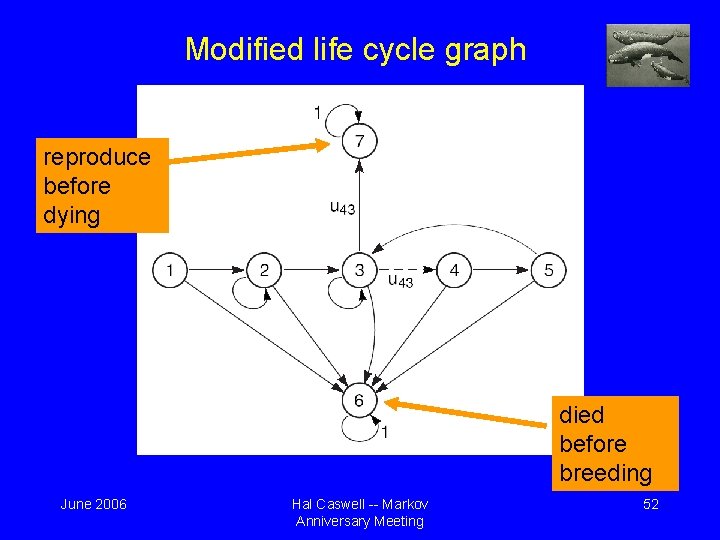 Modified life cycle graph reproduce before dying died before breeding June 2006 Hal Caswell