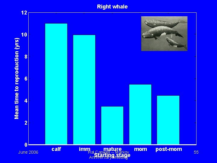 Right whale 12 Mean time to reproduction (yrs) 10 8 6 4 2 0