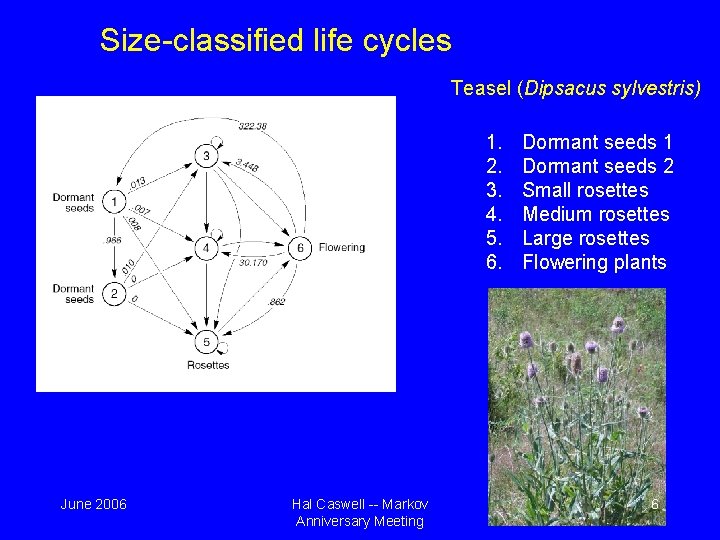 Size-classified life cycles Teasel (Dipsacus sylvestris) 1. 2. 3. 4. 5. 6. June 2006