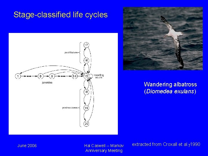 Stage-classified life cycles Wandering albatross (Diomedea exulans) June 2006 Hal Caswell -- Markov Anniversary