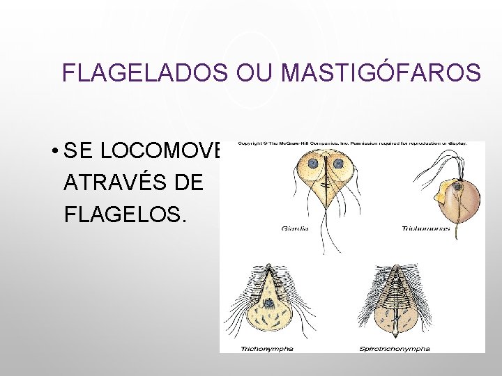 FLAGELADOS OU MASTIGÓFAROS • SE LOCOMOVEM ATRAVÉS DE FLAGELOS. 