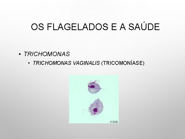 OS FLAGELADOS E A SAÚDE • TRICHOMONAS VAGINALIS (TRICOMONÍASE) 