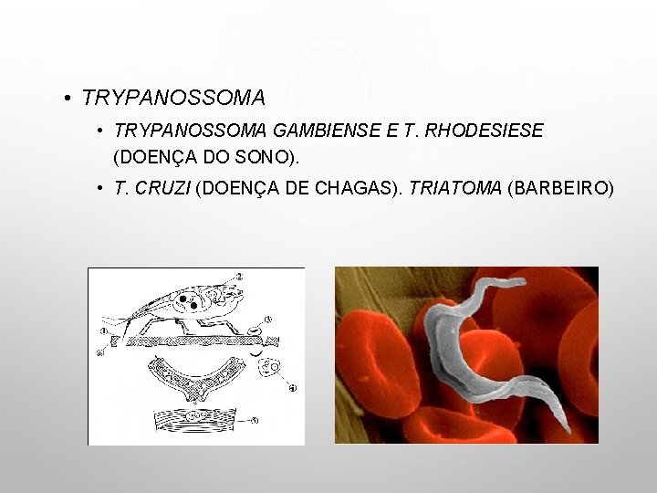  • TRYPANOSSOMA GAMBIENSE E T. RHODESIESE (DOENÇA DO SONO). • T. CRUZI (DOENÇA