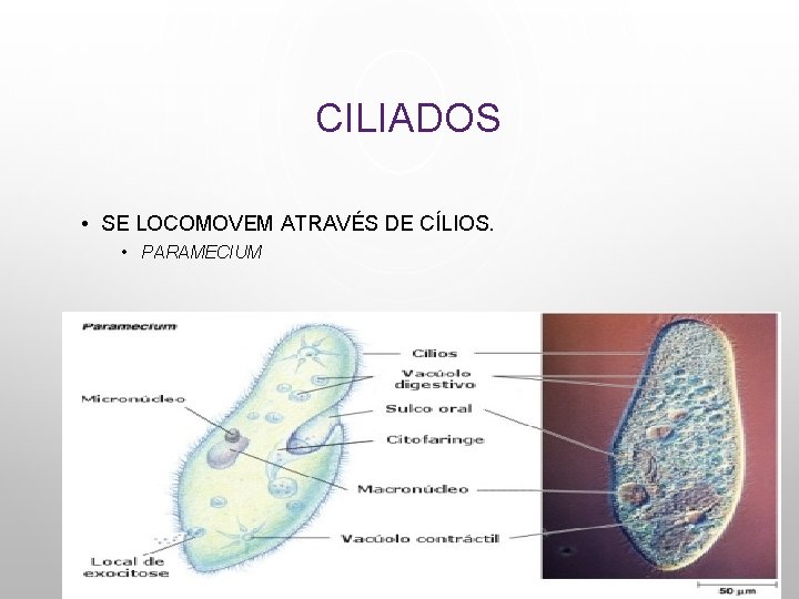 CILIADOS • SE LOCOMOVEM ATRAVÉS DE CÍLIOS. • PARAMECIUM 
