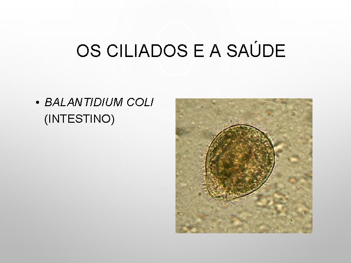 OS CILIADOS E A SAÚDE • BALANTIDIUM COLI (INTESTINO) 