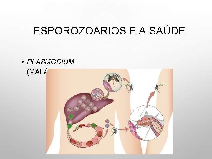 ESPOROZOÁRIOS E A SAÚDE • PLASMODIUM (MALÁRIA) 