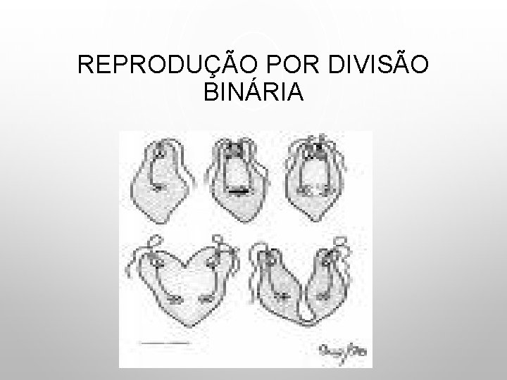 REPRODUÇÃO POR DIVISÃO BINÁRIA 
