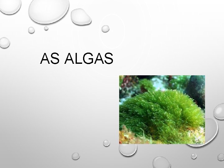 AS ALGAS 