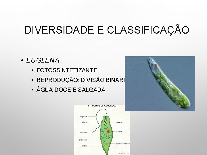 DIVERSIDADE E CLASSIFICAÇÃO • EUGLENA. • FOTOSSINTETIZANTE • REPRODUÇÃO: DIVISÃO BINÁRIA. • ÁGUA DOCE