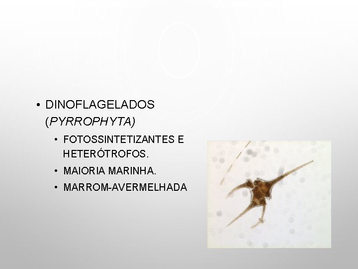  • DINOFLAGELADOS (PYRROPHYTA) • FOTOSSINTETIZANTES E HETERÓTROFOS. • MAIORIA MARINHA. • MARROM-AVERMELHADA 