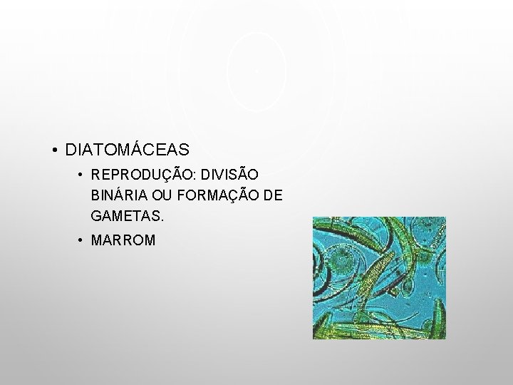  • DIATOMÁCEAS • REPRODUÇÃO: DIVISÃO BINÁRIA OU FORMAÇÃO DE GAMETAS. • MARROM 