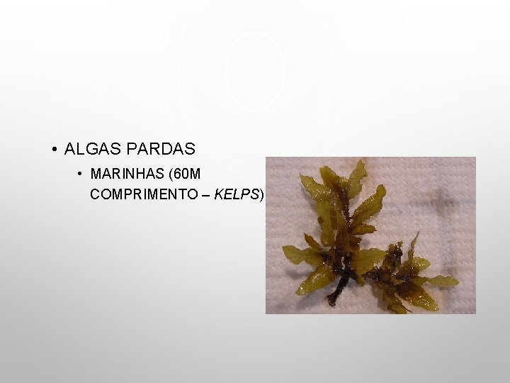  • ALGAS PARDAS • MARINHAS (60 M COMPRIMENTO – KELPS). 