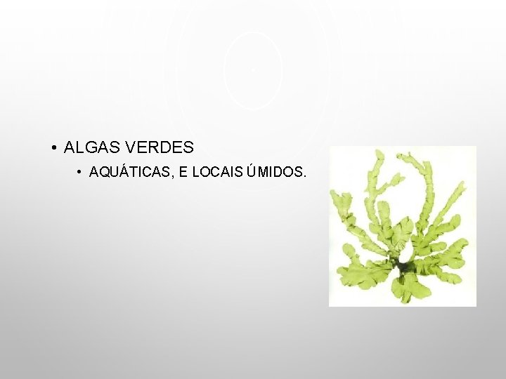  • ALGAS VERDES • AQUÁTICAS, E LOCAIS ÚMIDOS. 
