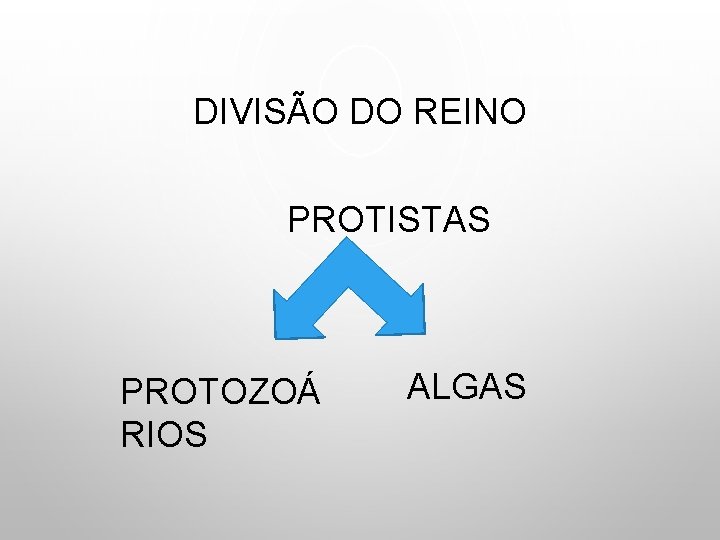 DIVISÃO DO REINO PROTISTAS PROTOZOÁ RIOS ALGAS 