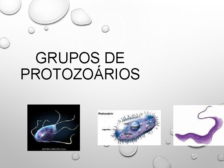 GRUPOS DE PROTOZOÁRIOS 
