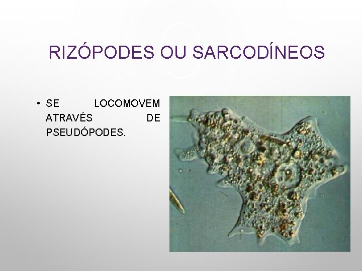 RIZÓPODES OU SARCODÍNEOS • SE LOCOMOVEM ATRAVÉS DE PSEUDÓPODES. 