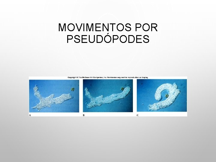 MOVIMENTOS POR PSEUDÓPODES 