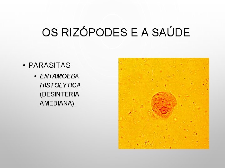 OS RIZÓPODES E A SAÚDE • PARASITAS • ENTAMOEBA HISTOLYTICA (DESINTERIA AMEBIANA). 