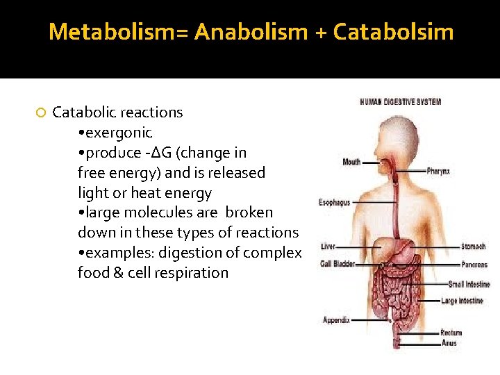 Metabolism= Anabolism + Catabolsim Catabolic reactions • exergonic • produce -∆G (change in free