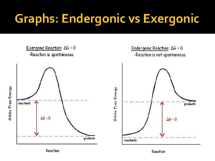Graphs: Endergonic vs Exergonic 