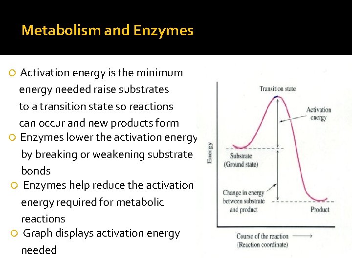 Metabolism and Enzymes Activation energy is the minimum energy needed raise substrates to a