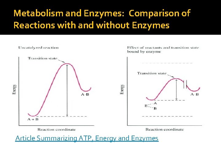 Metabolism and Enzymes: Comparison of Reactions with and without Enzymes Article Summarizing ATP, Energy