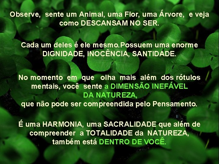 Observe, sente um Animal, uma Flor, uma Árvore, e veja como DESCANSAM NO SER.