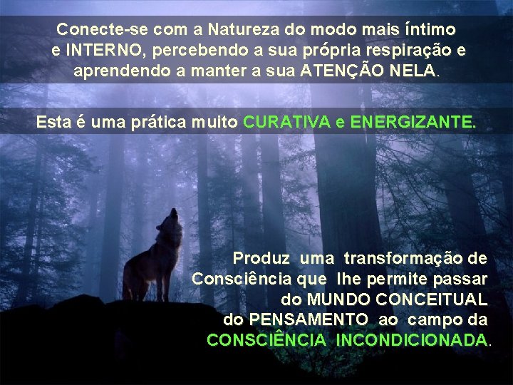 Conecte-se com a Natureza do modo mais íntimo e INTERNO, percebendo a sua própria