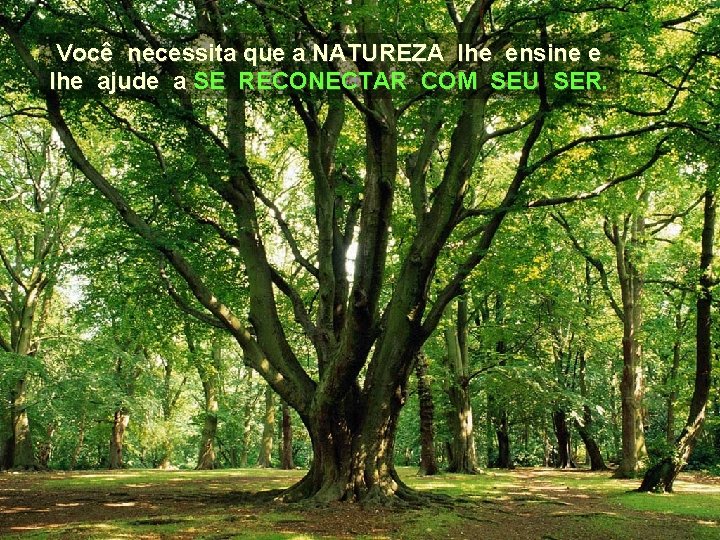 Você necessita que a NATUREZA lhe ensine e lhe ajude a SE RECONECTAR COM