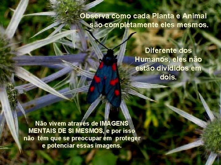 Observa como cada Planta e Animal são completamente eles mesmos. Diferente dos Humanos, eles