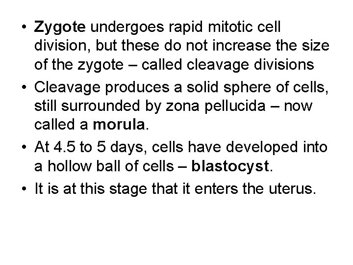  • Zygote undergoes rapid mitotic cell division, but these do not increase the