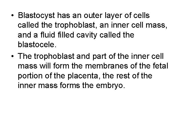  • Blastocyst has an outer layer of cells called the trophoblast, an inner