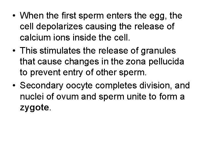  • When the first sperm enters the egg, the cell depolarizes causing the