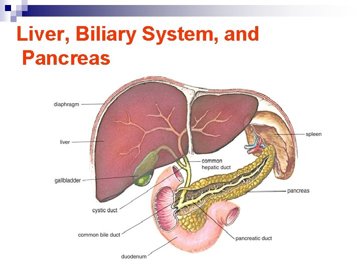 Liver, Biliary System, and Pancreas 