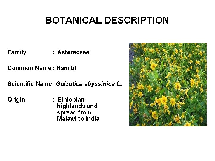 BOTANICAL DESCRIPTION Family : Asteraceae Common Name : Ram til Scientific Name: Guizotica abyssinica