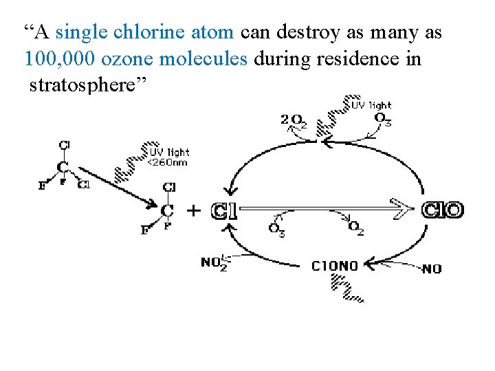 “A single chlorine atom can destroy as many as 100, 000 ozone molecules during