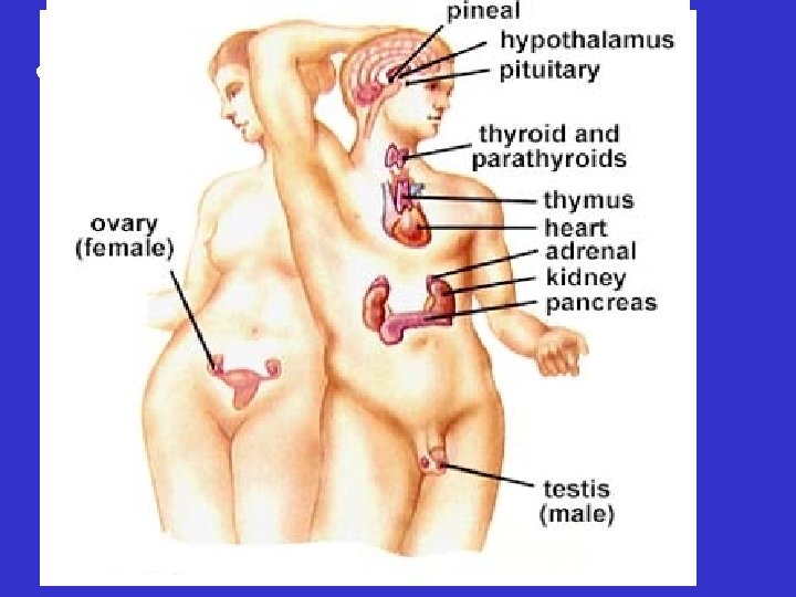  • Glands – Exocrine: secretion into a body cavity or onto a body