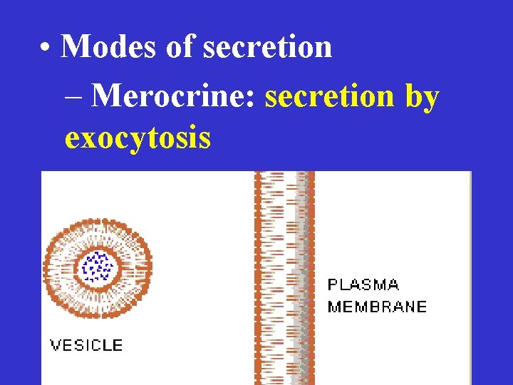  • Modes of secretion – Merocrine: secretion by exocytosis 